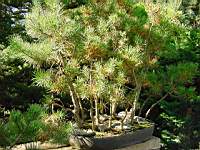 foret pinus aut 2001.JPG